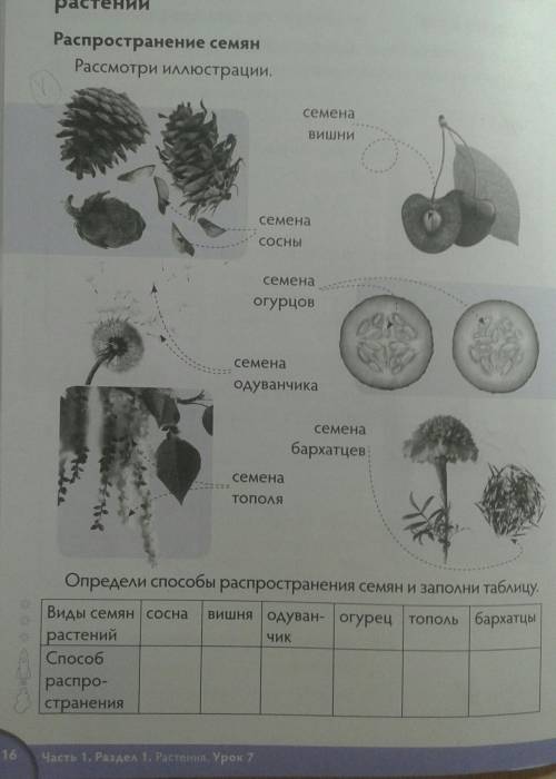 Распрлстранение семян. Рассмотри иллюстрацию. ​