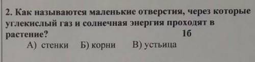 Как называются маленькие отверстия через которые углекислый газ и солнечная энергия проходят в расте