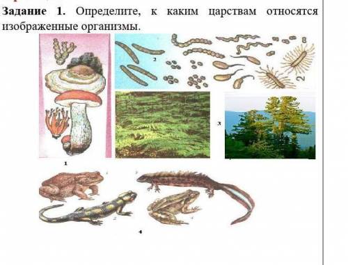 Определите, к каким царствам относятся изображенные организмы. ​