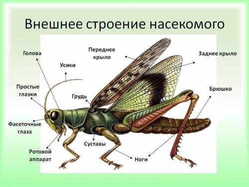 Продолжи продолжение: 3. У насекомых тело подразделяется на отделы: .4. Во время роста и развития ч
