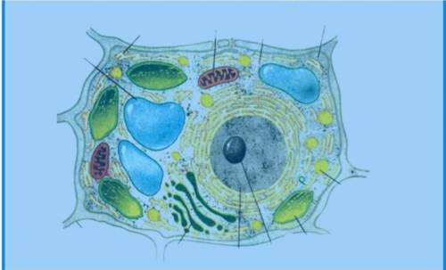 Укажите органоиды данной клети(10 органоидов) и определите тип клетки(Животная/Растительная) подчерк