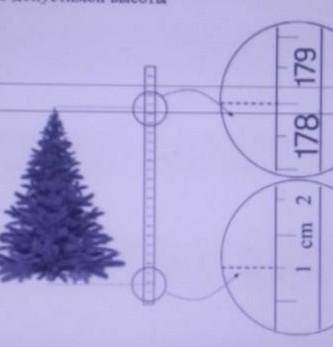 Степан решил купить домой искусственную ёлку на Новый год. Ему была нужна ёлка высотой неболее 2 мет