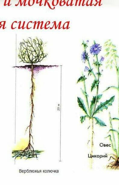 Какая корневая система верблюжьи колючки,цикории,овеса стержневая или мочковатая?​