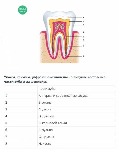 очень Укажи, какими цифрами обозначены на рисунке составные части зуба и их функции: