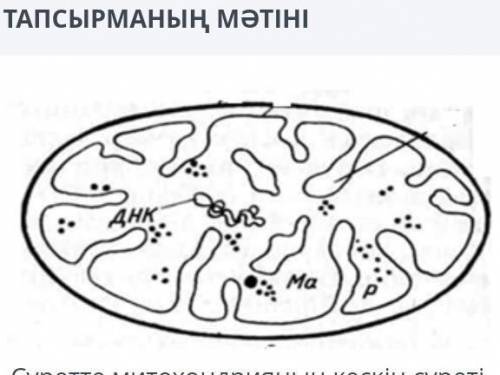 на рисунке показаны изображения митохондрии её линейное увеличение 4.000, длина 5 см Определите точн