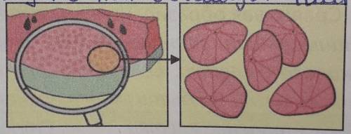 Почему узрела арбуза такое клеточное строение?​