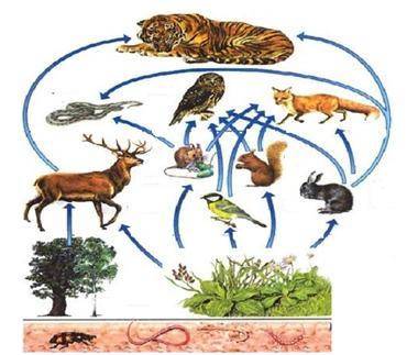На рисунке отображены животные одной экосистемы. (а) Составьте схему пищевой цепи состоящую из 4 эле