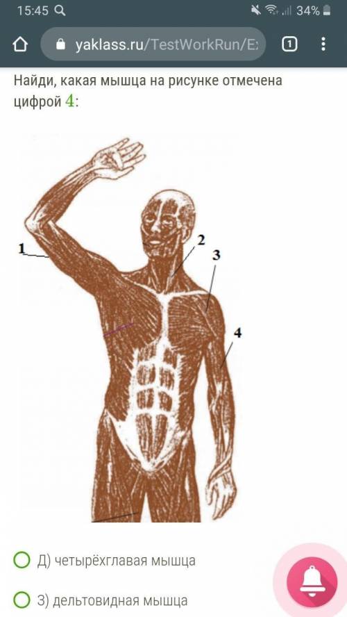 Найди какая мышца на рисунке отмечена цифрой 4: Варианты ответов: д) четырёхглавая мышца з) дельтов