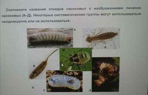 Соотнесите названия отрядов насекомых с изображениями личинок,
