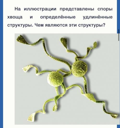 Биология варианты ответа :утолщениями оболочки спор трахеидами стерильными нитями из спорангия склер