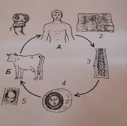 На рисунке изображен жизненные цикл бычьего цепня.ответьте на вопросв.1 какими буквами на рисунке об