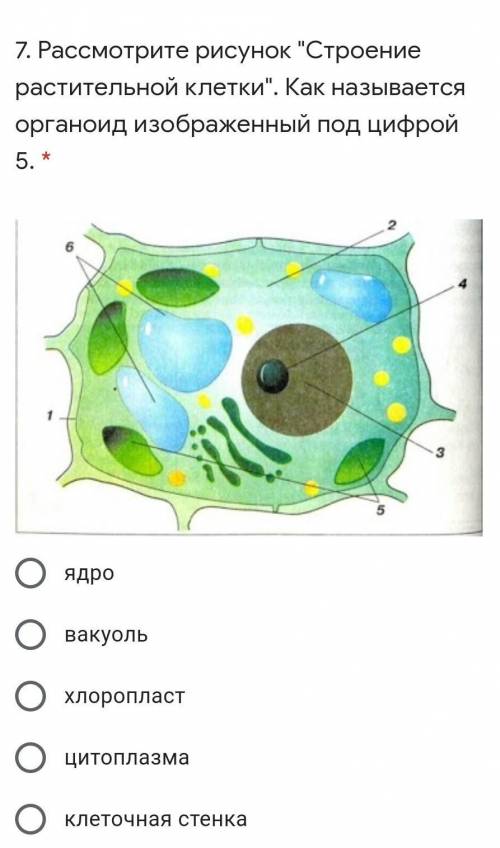 7. Рассмотрите рисунок Строение растительной клетки. Как называется органоид изображенный под цифр