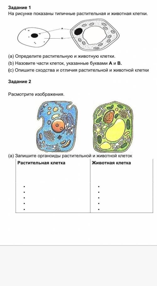 Задание 1 На рисунке показаны типичные растительная и животная клетки. (а) Определите растительную и