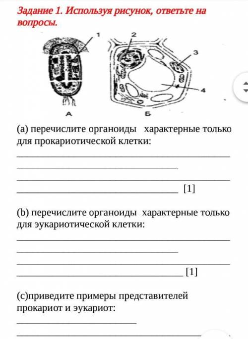 Задание 1. Используя рисунок, ответьте на вопросы. (а) перечислите органоиды   характерные только дл