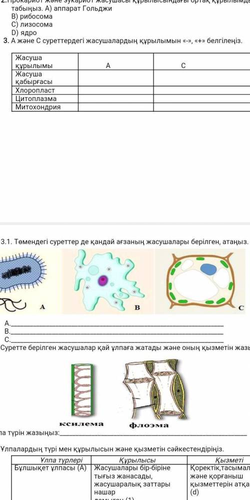 3 және 3.1 керек еди көмектесіңдерші