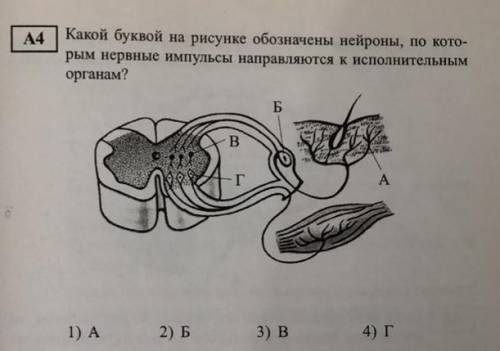 Заранее большое А4. Какой буквы на рисунке обозначены нейроны, по которым нервные импульсы направля