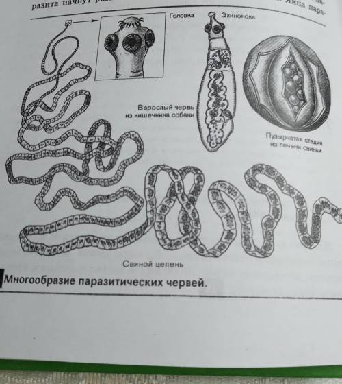 1. Чем печеночный сосальщик и бычий цепень отличаются от свободножи- вущей белой планарии? 2. По рис