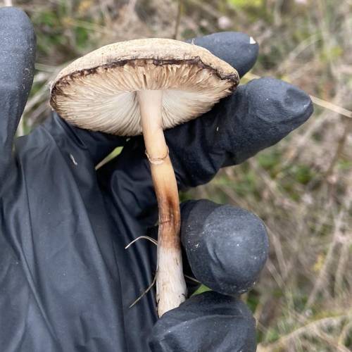 Дуже Як називається цей гриб?
