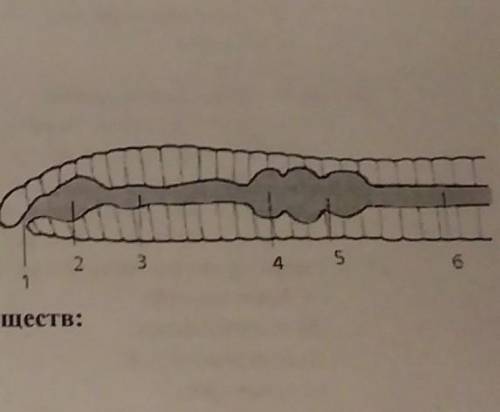 На рисунке изображен дождевой червь и показана система: а) половаяб) выделительнаяв) пищеварительная