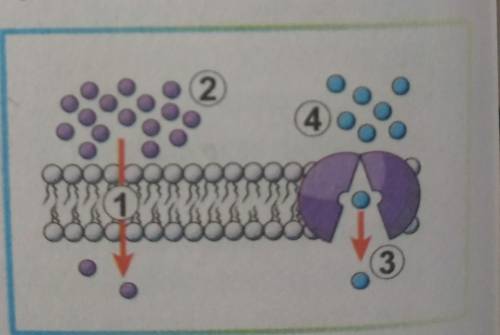 5 На рисунку зображено два види мембранного транспорту. Зображення лі-воруч ілюструє (1), у такий б