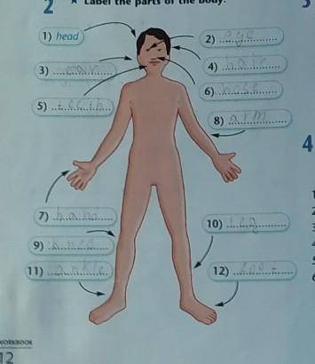 • Parts of the body 2.Label the parts of the body.там написано но я не знаю правильно ли?​