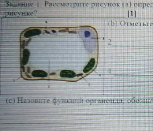 Задание 1. Рассмотрите рисунок (а) определите какая клетка изображена нарисунке?[1](b) Отметьте орга