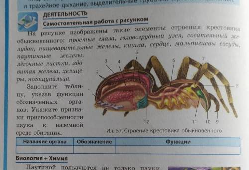 Заполните таблицу, указав функции обозначенных органов. Укажите признаки при паука к наземной среде