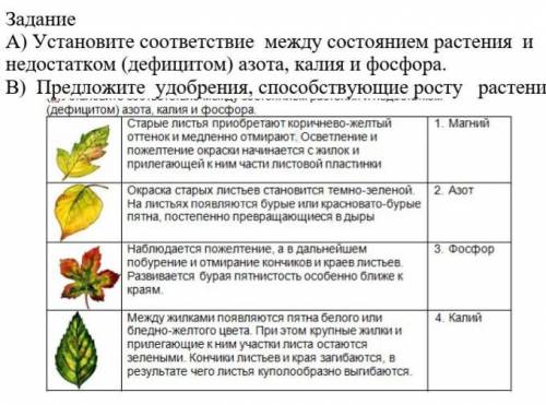 А)Установите соответствие между состоянием растения и недостатком (дефицитом) азота, калия и фосфора