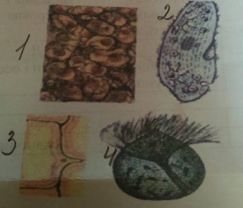 Які тканини зображені на малюнках?Яким організмам вони належать і які функції вони виконують?​