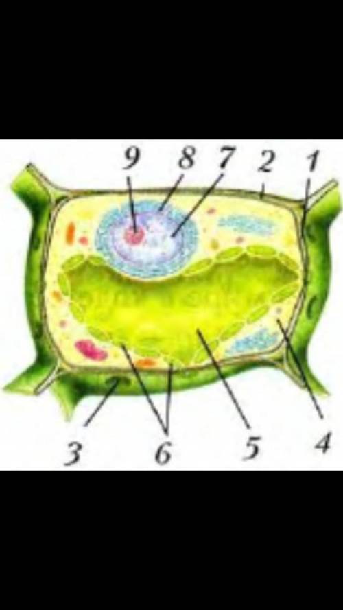 По рисунку установите органоиды клетки и укажите их функции я вас умоляю заранее