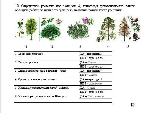 Определите растение под номером 4, используя дихотомический ключ: обведите да/нет по пути определени