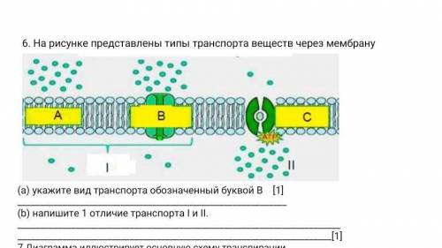 На рисунке представлены типы транспорта веществ через мембран