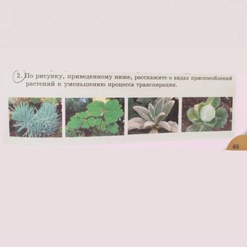 По рисунку,приведённых ниже,расскажите о видах при растений к уменьшению процесса транспирации.