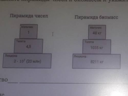 6. Сравните пирамиды чисел и биомассы и укажите одно сходство и одно отличие Пирамида чиселПирамида