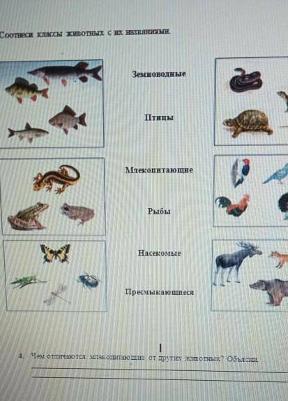 Чем отличаются млекопитающие от других животных? объясни ​