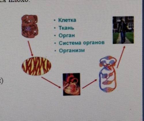 Определите на рисунке клетку орган Укажите стрелками и Подпишите. ​