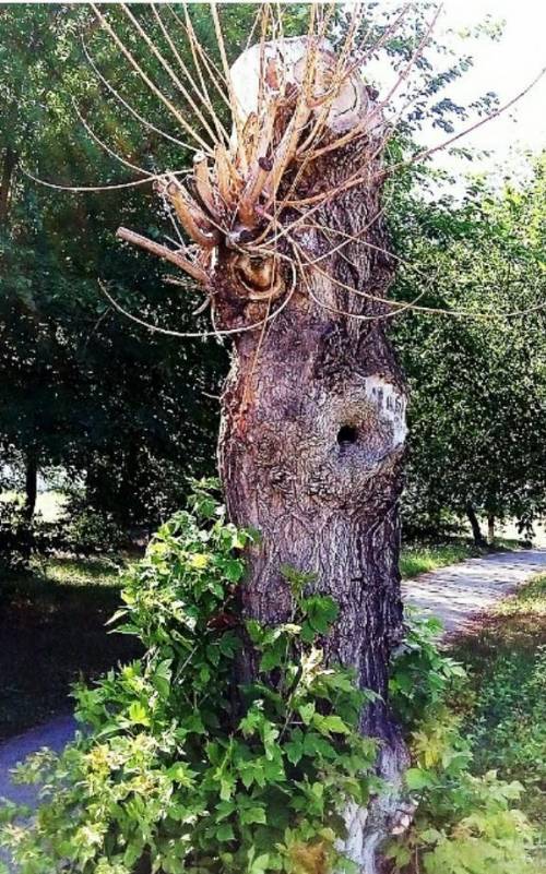 6. На территории городского парка города Темиртау произрастает дерево. ￼ Исследуйте его фотографию и