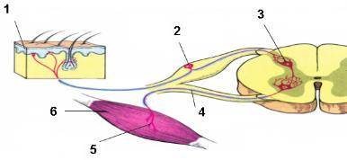 по биологии 8й класс Определите названия участников рефлекторной дуги: 1)рабочая мышца 2)кожные реце