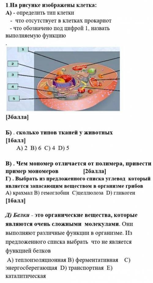СОЧ по биологии1.На рисунке изображены клетка: A) - определить тип клетки- что отсутствует в клетках