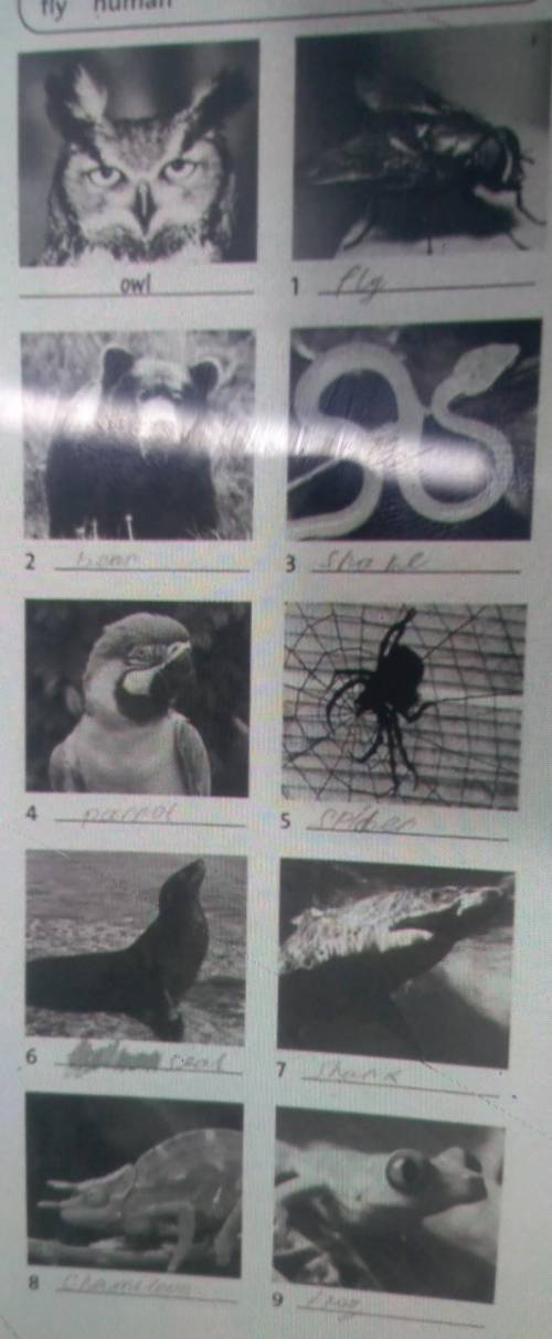 Label the photos with nine of the words in the boxsnake frog elephant bear parrotowł shark crocodile