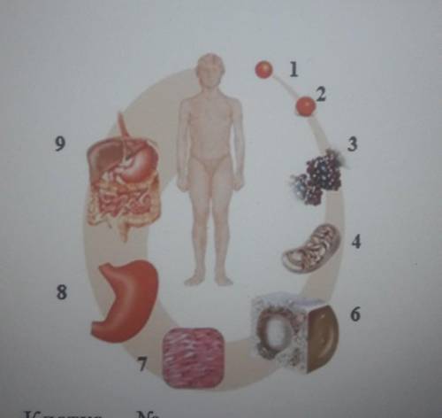 5. Определите на рисунке клетку и орган. Укажи цифрой.I​