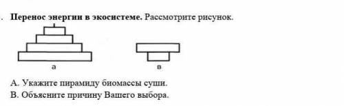 А. Укажите пирамиду биомассы суши. В. Объясните причину Вашего выбора. ​