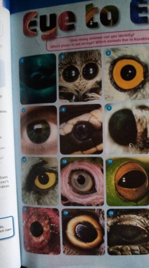 How many animals can you identify?Which photo is not an eye? Which animals live in Kazakhstan?​