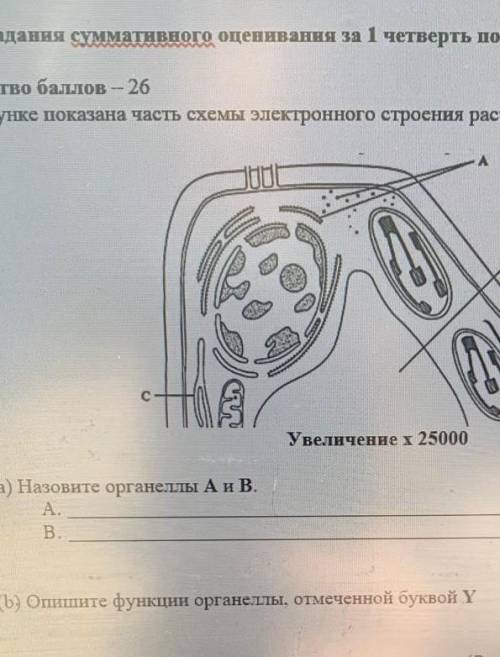 Опишите функции органеллы, отмеченной буквой Y.позязя (Биология)​