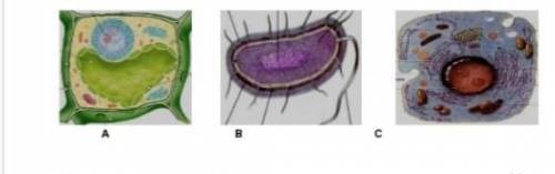 1. Пометьте прокариотическую клетку прокариотическими и эукариотическими клетками на картинке. 2.Исп