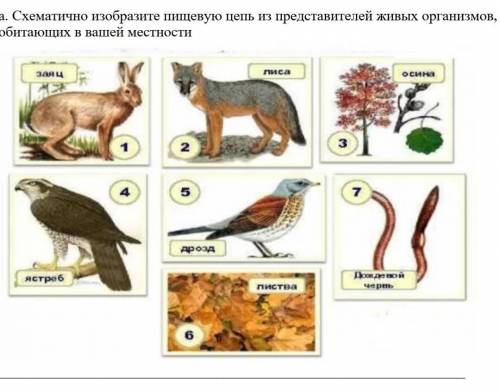 2. а. Схематично изобразите пищевую цепь из представителей живых организмов, обитающих в вашей местн