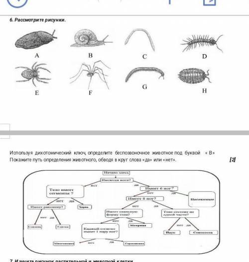 Рассмотрите рисунки используя дихотомический ключ. Определи беспозвоночное животное под буквой В