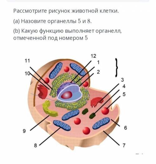 рассмотрите рисунок животной клетки а) назовите оргонеллы б) какую функцию выполняет органелл отмече