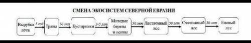 в северной лесной зоне Евразий произошло вырубка леса.В дальнейшем эту территорию последовательно за