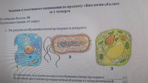 На рисунке изображены клетки прокариот и эукариот: а) определите, под каким номером изображена клетк